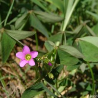 Oxalis latifolia Kunth